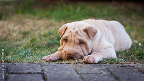 Shar pei puppy dog laying in the grass photo