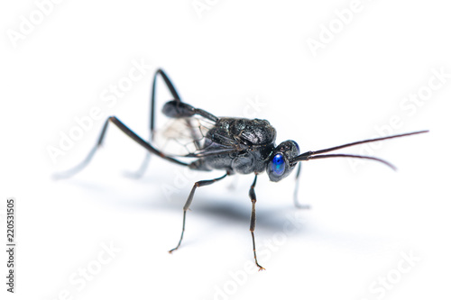 A male Ensign wasp isolated on white background photo
