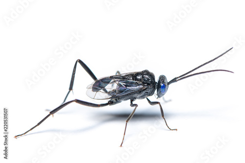 A male Ensign wasp isolated on white background photo