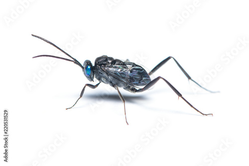 A female Ensign wasp isolated on white background photo