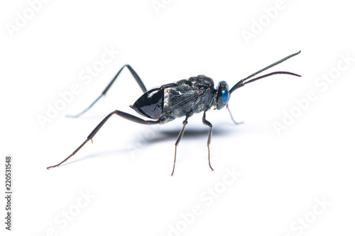 A female Ensign wasp isolated on white background © phichak