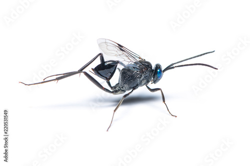 A female Ensign wasp isolated on white background photo
