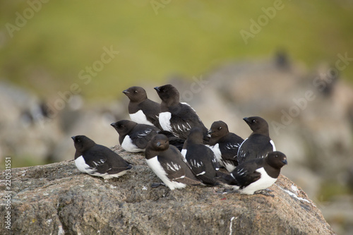 Little auk in southern Spitsbergen.