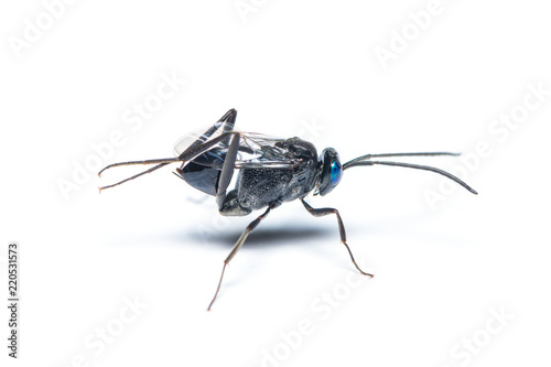 A female Ensign wasp isolated on white background photo