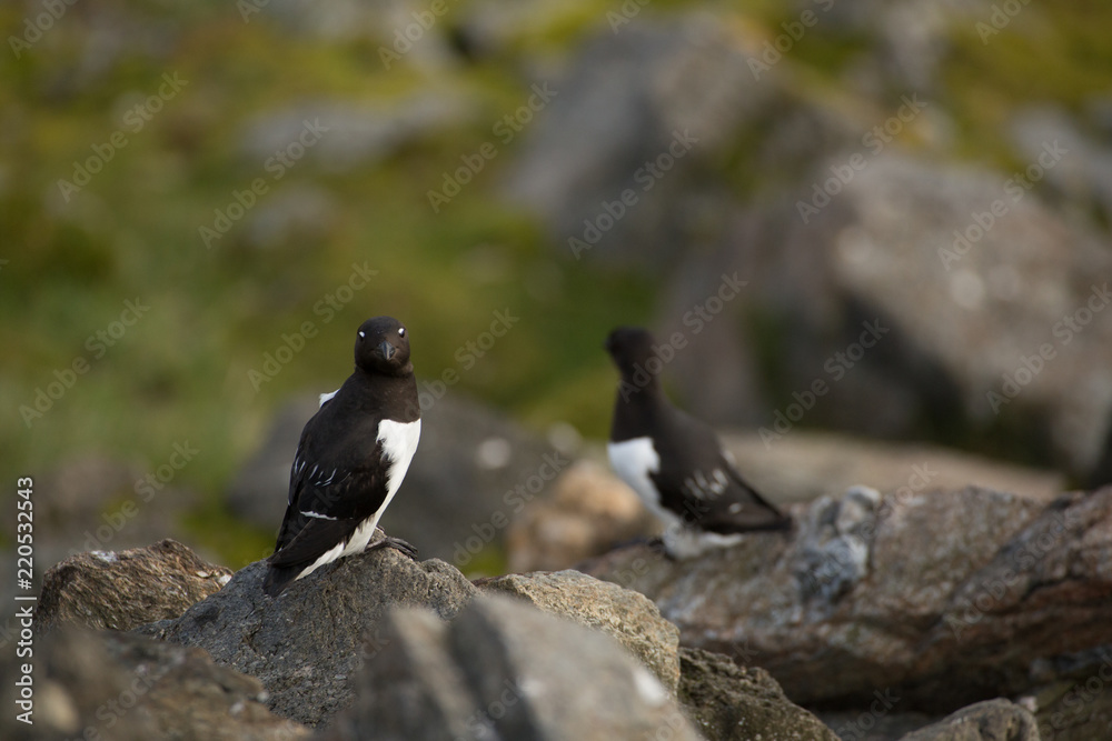 Obraz premium Little auk in southern Spitsbergen.