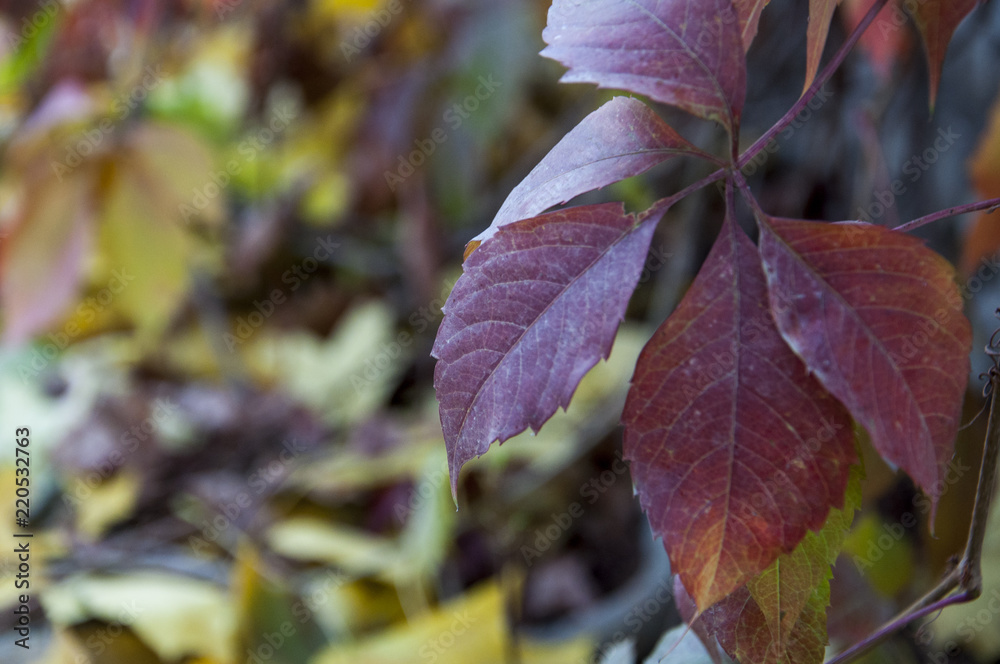 Obraz premium Autumn background, autumn, yellow leaves.