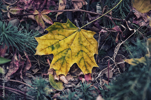 Autumn background, autumn, yellow leaves. © Назим Оруджов