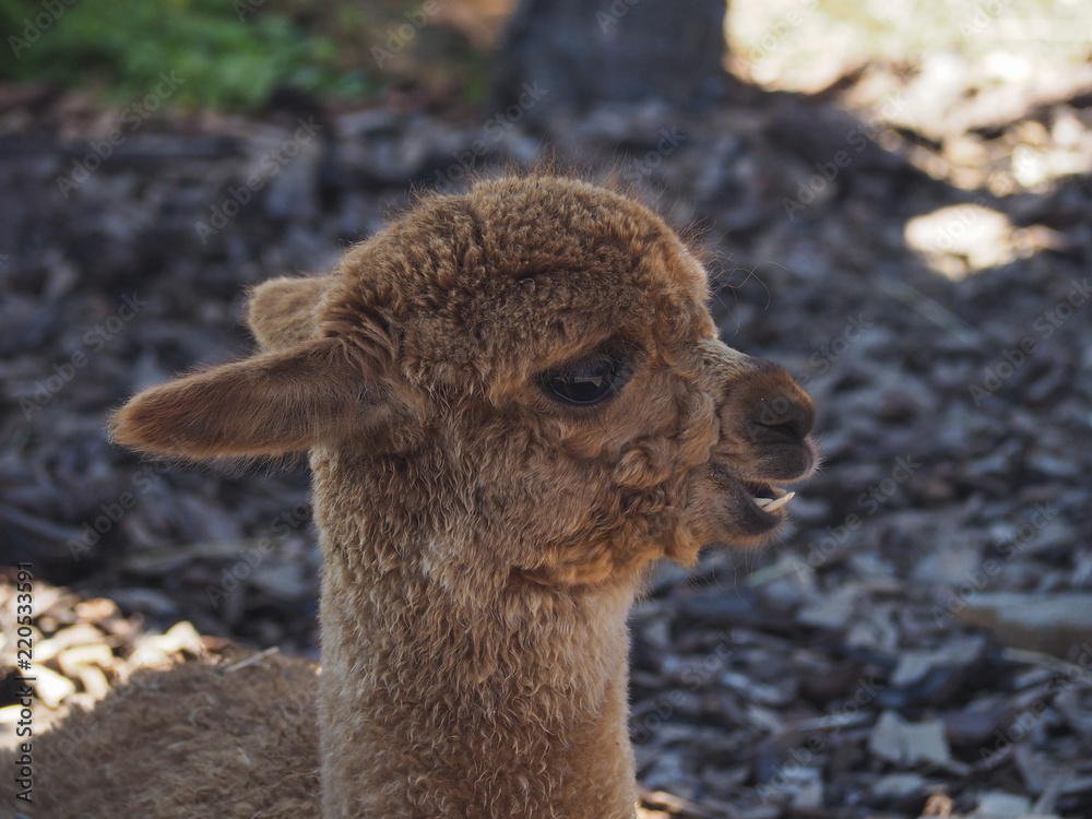 Young brown alpaca