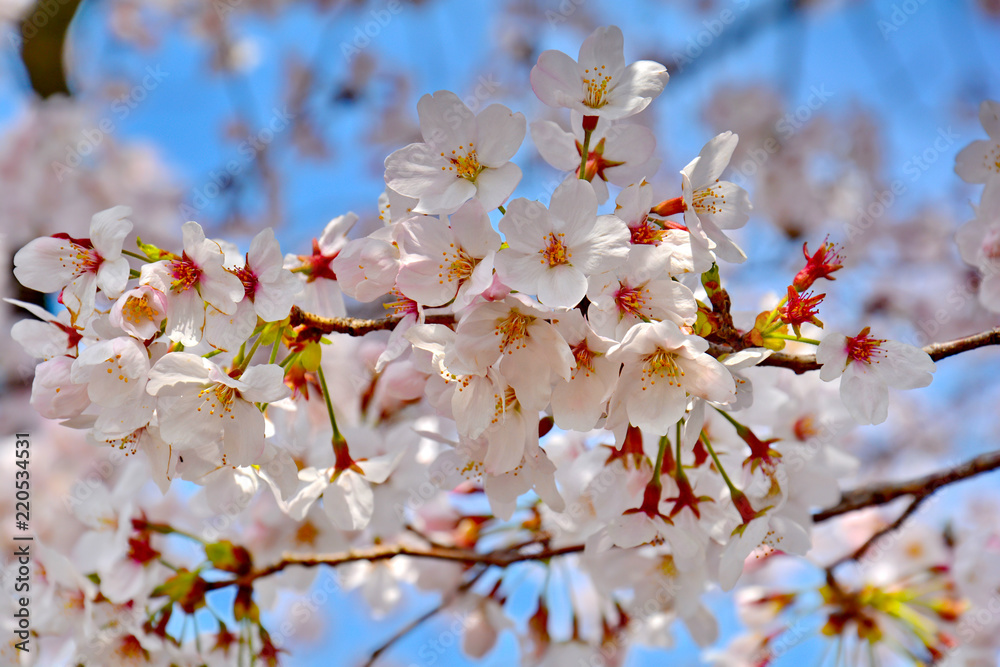 Beautiful Sakura Cherry Blossom, Pink Flower Petals Beautiful Sakura Cherry Blossom, Pink Flower Petals