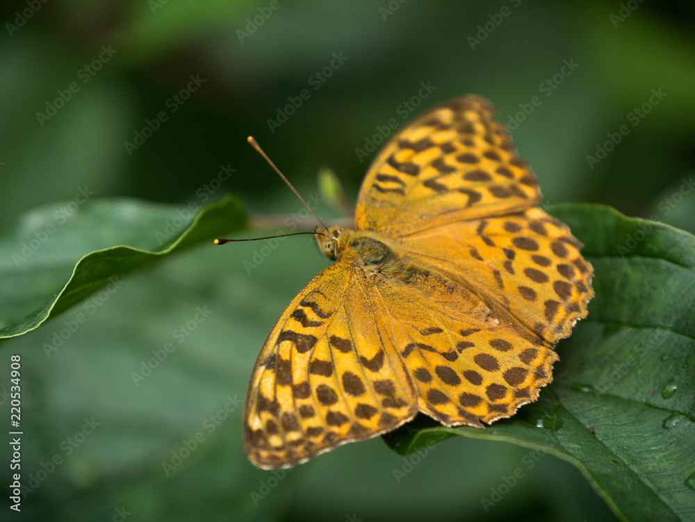 Fototapeta premium Schmetterling, Kaisermantel, orange