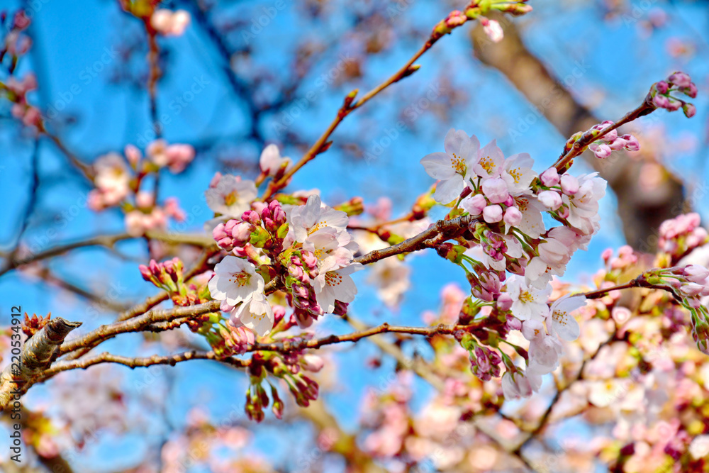 Beautiful Sakura Cherry Blossom, Pink Flower Petals Beautiful Sakura Cherry Blossom, Pink Flower Petals