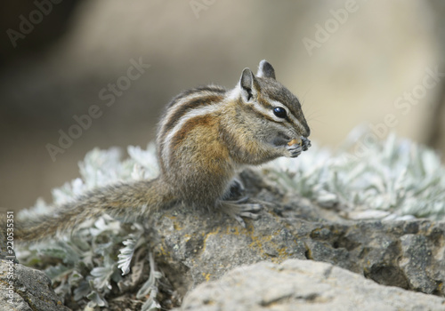 Chipmunk Atop Hurricane Hill, Olympic National Park, Washington