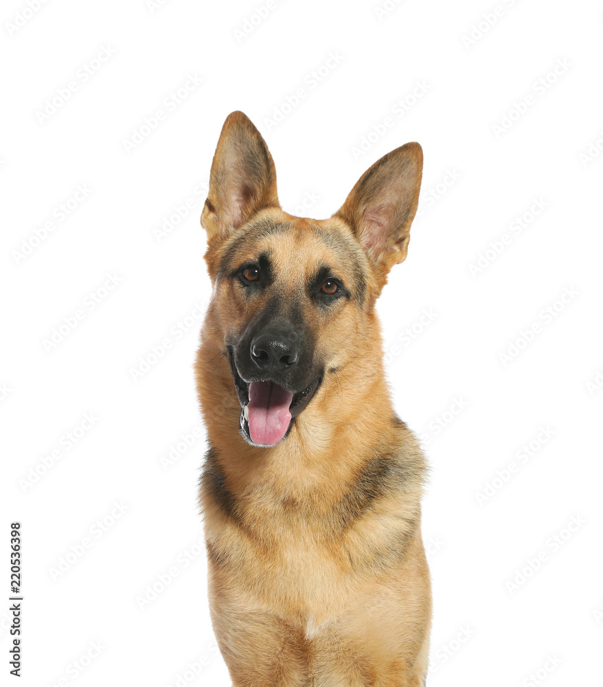 Cute German shepherd dog on white background. Lovely pet Cute German shepherd dog on white background. Lovely pet