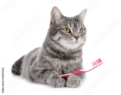 Beautiful gray tabby cat with toothbrush on white background