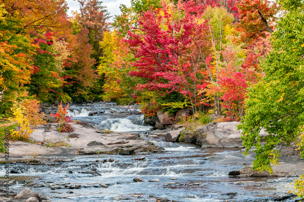 Fototapeta premium a river flows in a forest full of red maple trees and yellow birches in the heart of the Quebec autumn