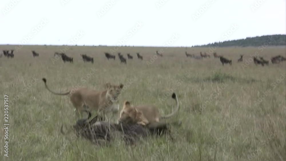 Two lionesses combine expertly to bring down a wildebeest easily.