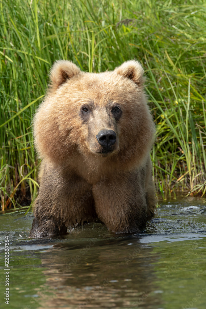 Kodiak Brown Bear