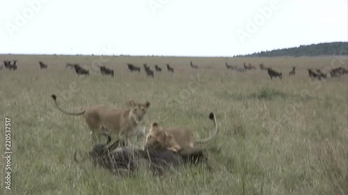 Two lionesses combine expertly to bring down a wildebeest easily.