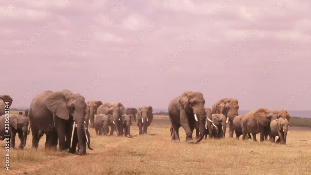 Very many elephants heading to Amboseli swamps. Very many elephants heading to Amboseli swamps.