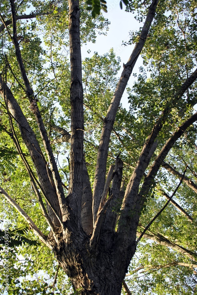 Fototapeta premium big tree bramches towards the sky