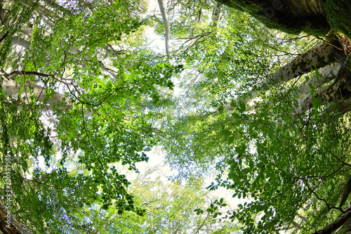Tablou pe pânză foret de hetre