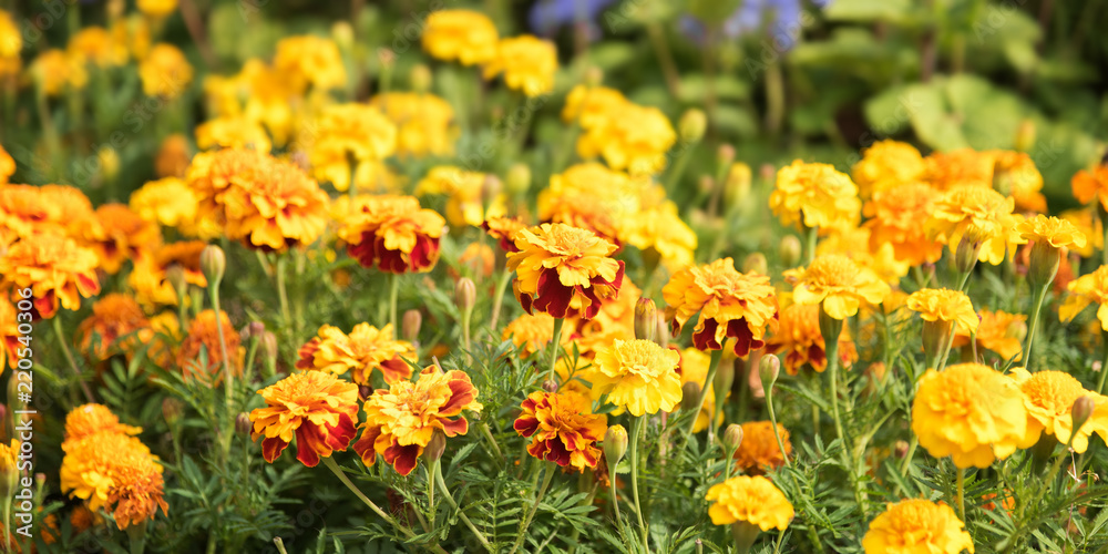 Summer Sunlight Scene: Beautiful Marigold Flowers on Green Grass Background. Wide Scenery