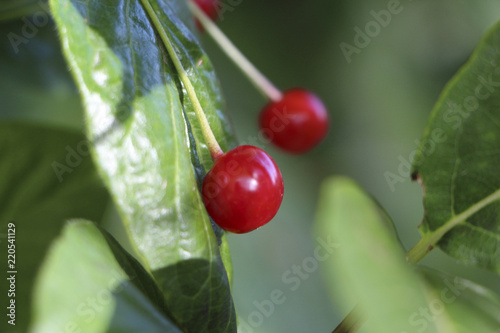 Red poisonous berries of forest honeysuckle on a bush close-up