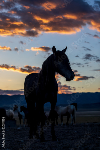 Wild Horse Silhouetted at Sunrise © natureguy