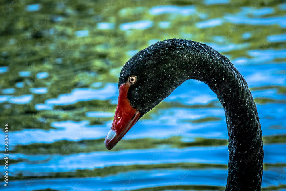 Fototapeta premium Majestic black swan