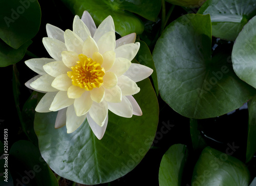 lotus in pond natural green on background © KK Studio