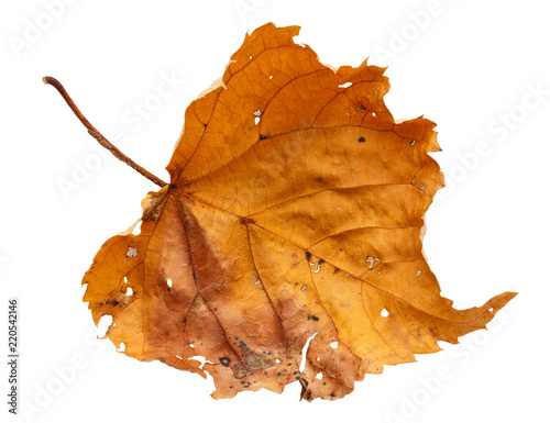 Quadro em tela old autumn leaf isolated on white background