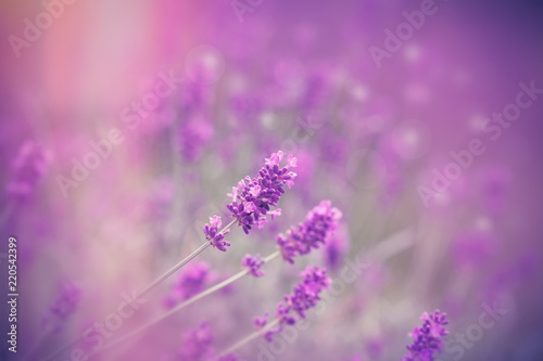 Selective focus on beautiful lavender flower  beautiful lavender in flower garden