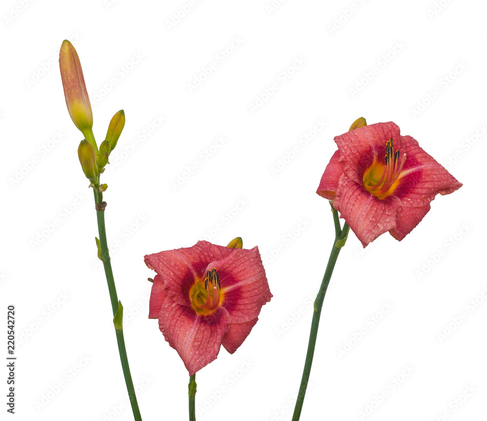 Daylily (Hemerocallis) in the drops of dew on a white background Daylily (Hemerocallis) in the drops of dew on a white background