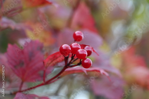 Bright Fall branch of Red Viburnum with red leaves. Guelder Rose Signs of autumn. Fruit of the viburnum. Bright red leaves. Medical berry.