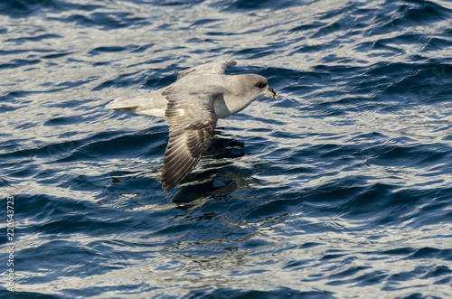 Fulmar boréal, Pétrel fulmar, .Fulmarus glacialis, Northern Fulmar