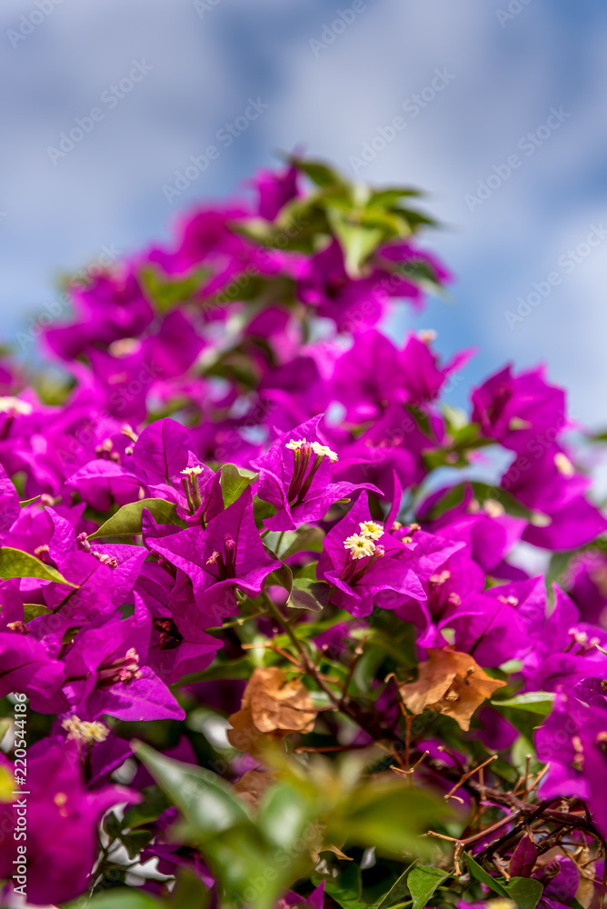pink buganville with summer blue sky pink buganville with summer blue sky