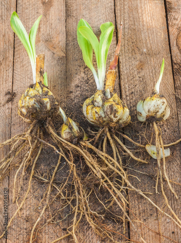 Bulbs  Lilium candidum on a wooden background before planting.