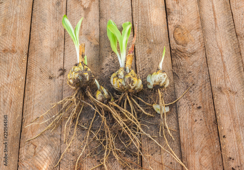 Φωτογραφία Bulbs  Lilium candidum on a wooden background before planting.