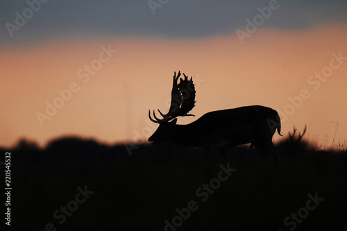 Fallow deer - rutting season