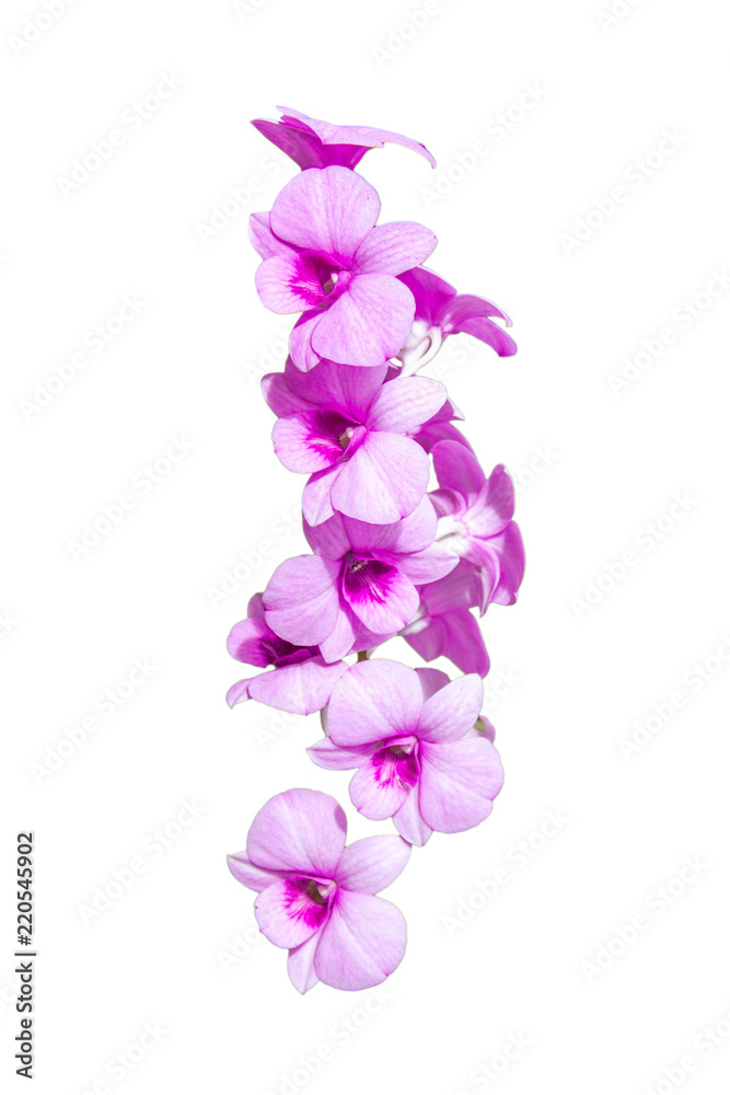 Violet and pink orchids flower isolated on white background Violet and pink orchids flower isolated on white background