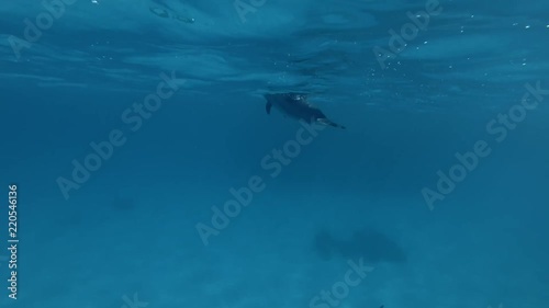 Group of Spinner Dolphins swim in the blue water (Underwater shot, 4K / 60fps)
 photo