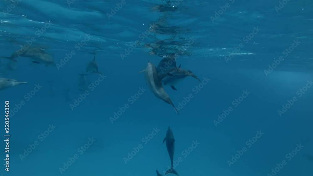 Group of Spinner Dolphins swim in the blue water (Underwater shot, 4K / 60fps)
Group of Spinner Dolphins swim in the blue water (Underwater shot, 4K / 60fps)