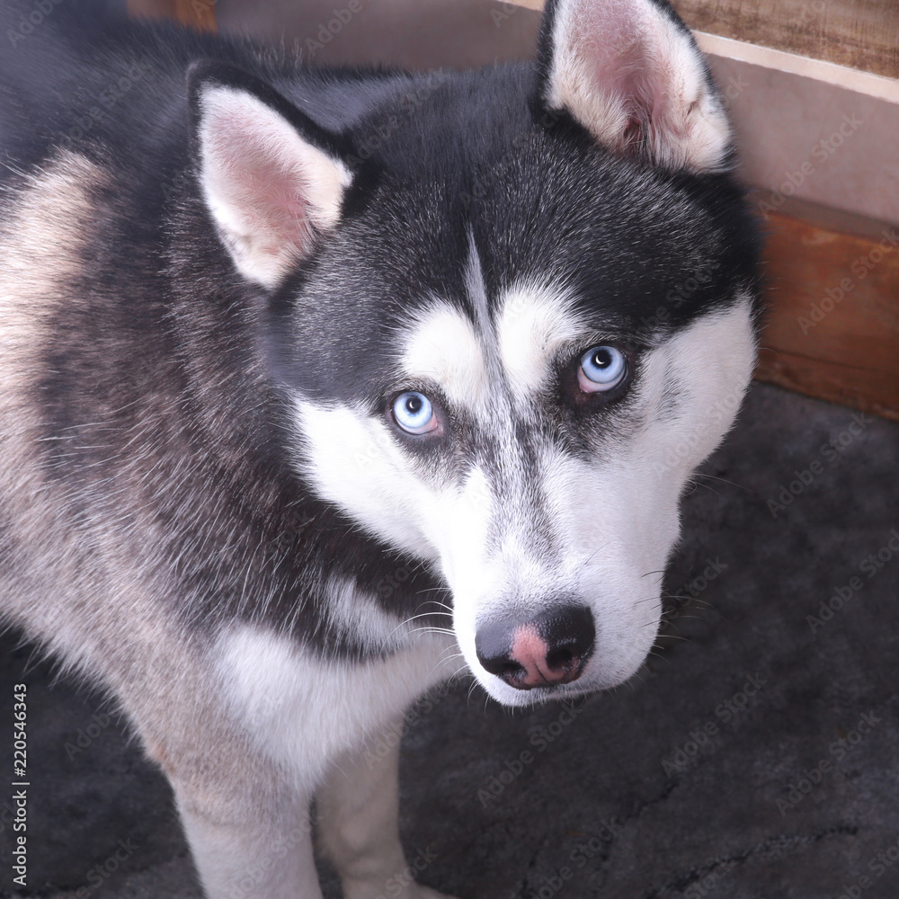 Siberian Husky dog with blue eye looks to right. Husky dog has black and white coat color. Close up.