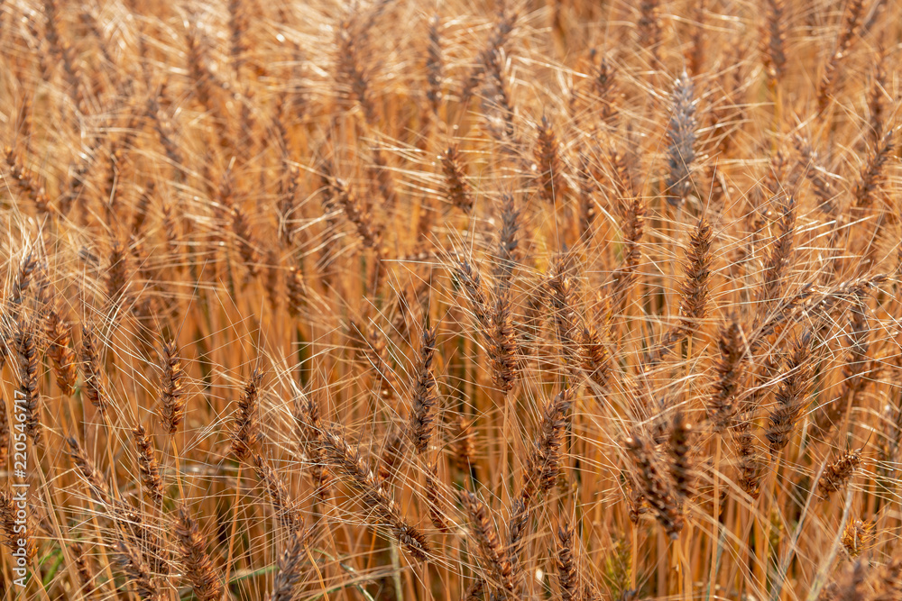 Fototapeta premium 麦畑の風景