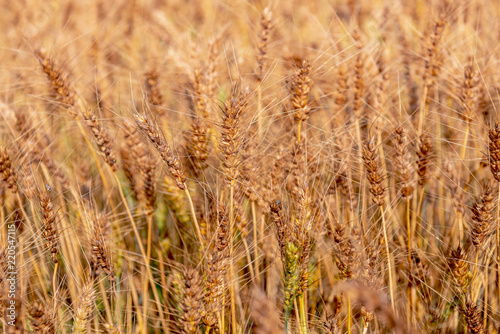 麦畑の風景 © mtaira