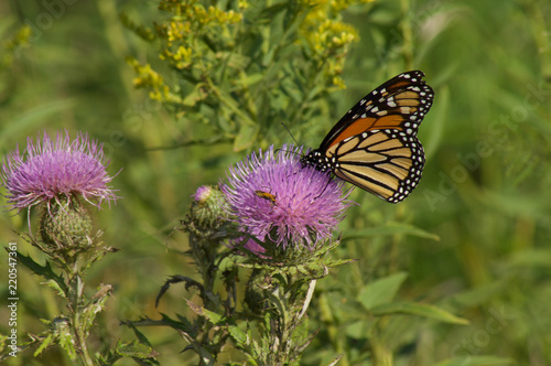 Butterfly and Bee On a Purple Thistle.  © LaVerne
