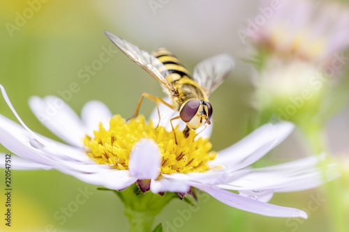 Große Sumpfschwebfliege Helophilus trivittatus Large Tiger Hoverfly photo