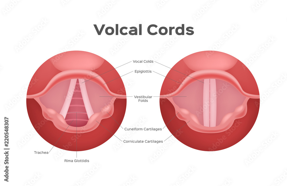 Fototapeta premium wektor strun głosowych, organy / anatomia / głos