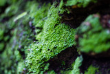 Stone covered with moss and ferns as background