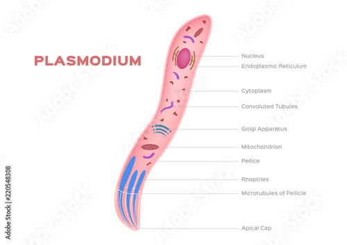Plasmodium , intracellular, parasites of vertebrates and insects / organ anatomy / micro vector photo